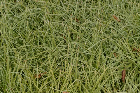 Carex hybr. 'Silver Sceptre'