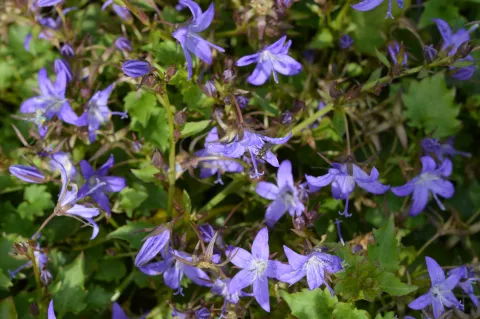 Campanula posch. 'Stella'