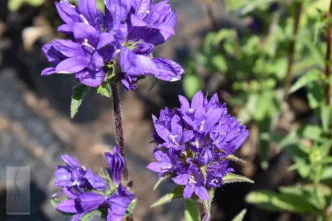 Campanula glom. 'Superba'