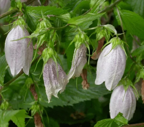 Campanula takesimana
