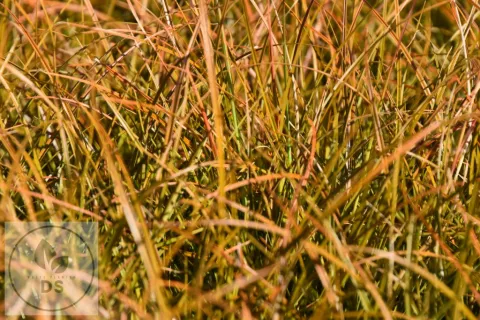 Carex testacea