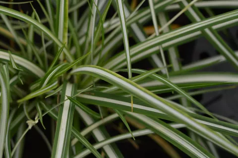 Carex ornithopoda 'Variegata'
