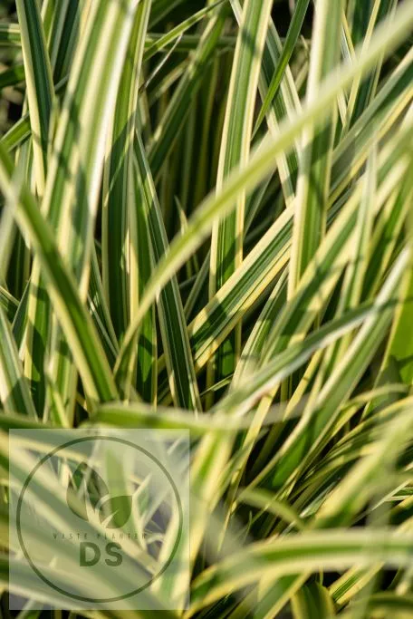Carex folios. 'Vanilla Ice' ('Vanice')