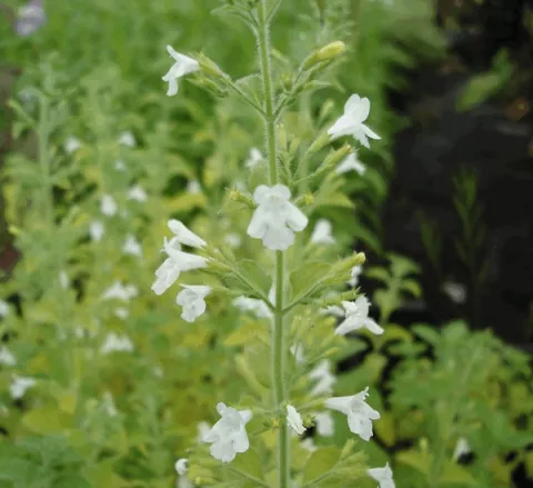 Calamintha nep. 'White Cloud'