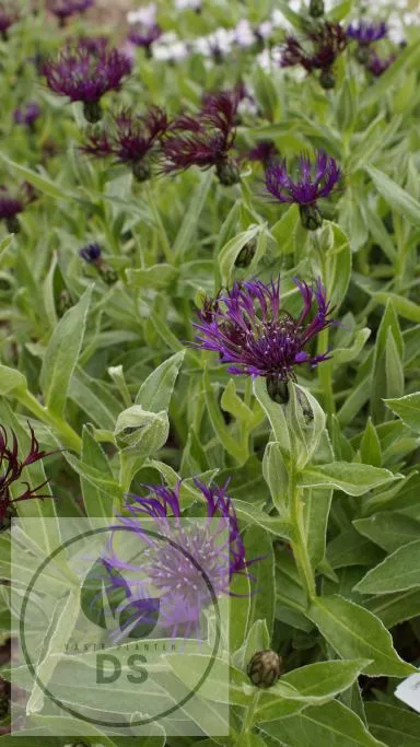Centaurea montana 'Amethyst Dream'