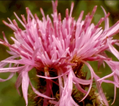 Centaurea jaceae