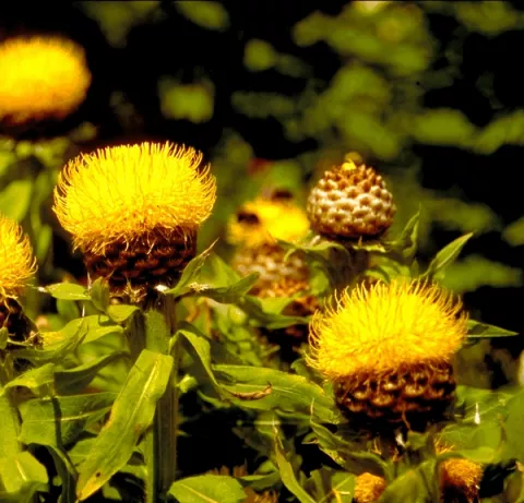 Centaurea macrocephala