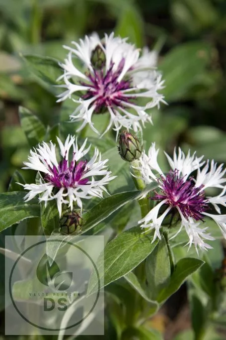 Centaurea montana 'Purple Heart'