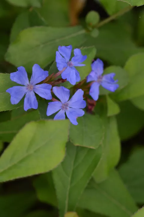 Ceratostigma plumbaginoides