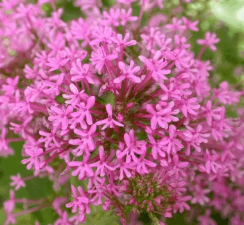Centranthus ruber 'Rosenrot'