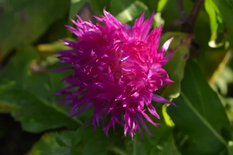 Centaurea dealbata 'Steenbergii'