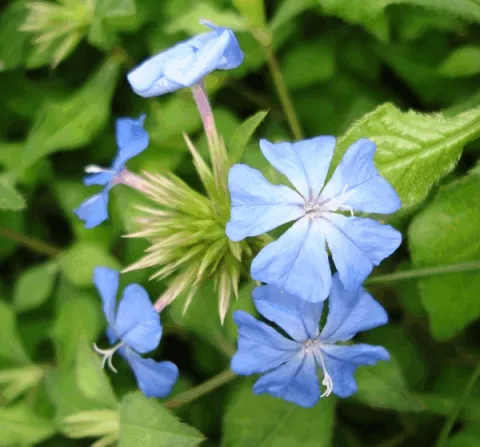 Ceratostigma willmottianum