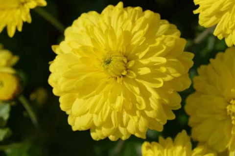 Chrysanthemum(Dendr.) (I) 'Citronella'