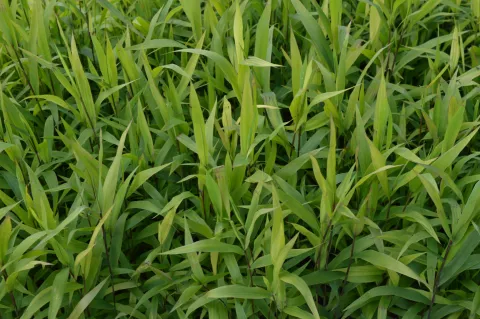 Chasmanthium latifolium