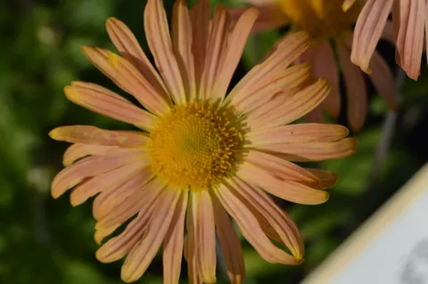 Chrysanthemum(Dendr.) (R) 'Mary Stoker'