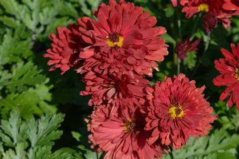 Chrysanthemum(Dendr.) (I) 'Red Velvet'