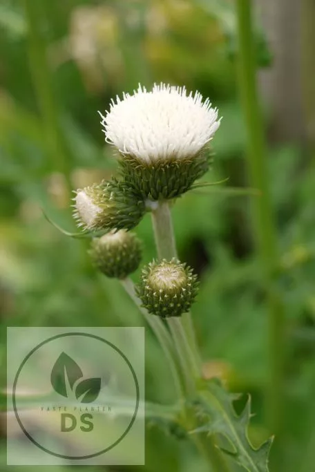 Cirsium riv. 'Frosted Magic'
