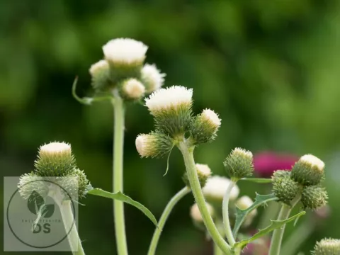 Cirsium riv. 'Frosted Magic'