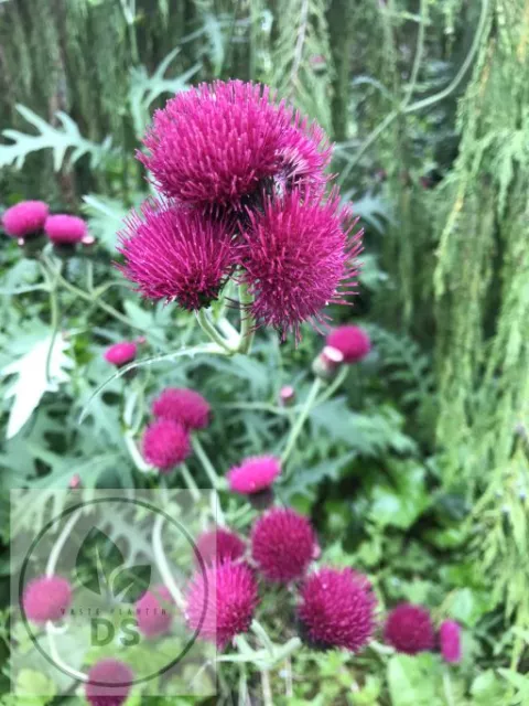 Cirsium riv. 'Trevors Blue Wonder'