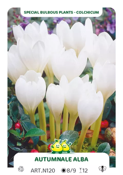 Colchicum autumnale 'Alba'