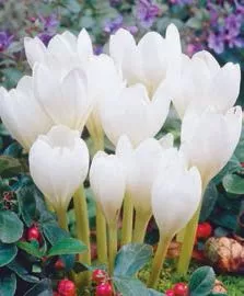 Colchicum autumnale 'Album'