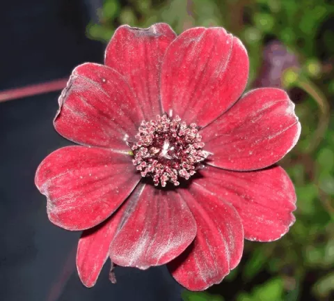Cosmos atrosanguinea