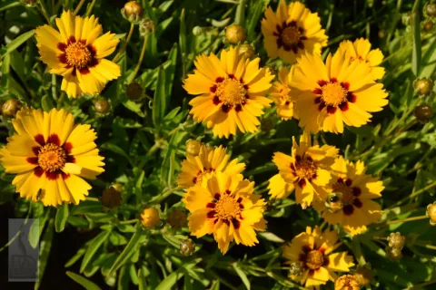 Coreopsis lanc. 'Baby Gold'