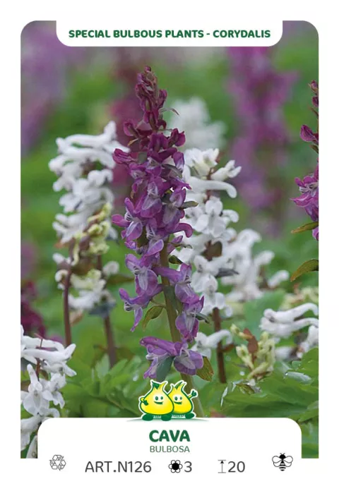 Corydalis cava