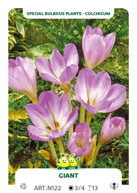 Colchicum 'Giant'