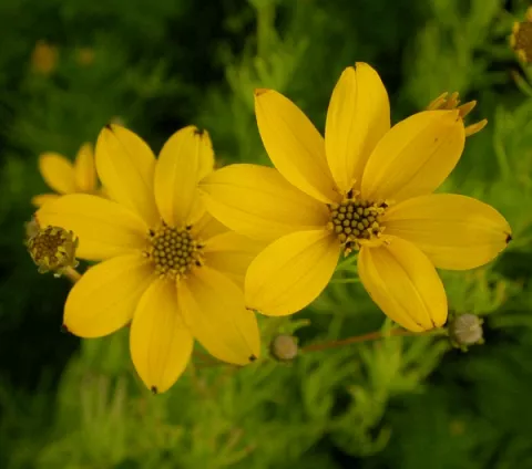 Coreopsis vert. 'Grandiflora'