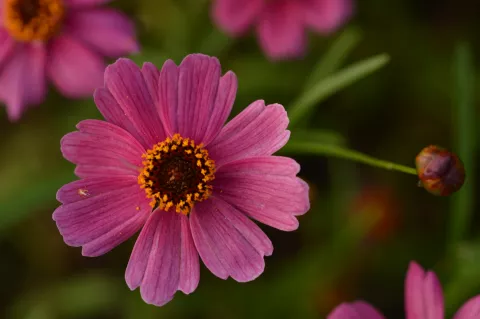 Coreopsis hybr. 'Limerock Passion'