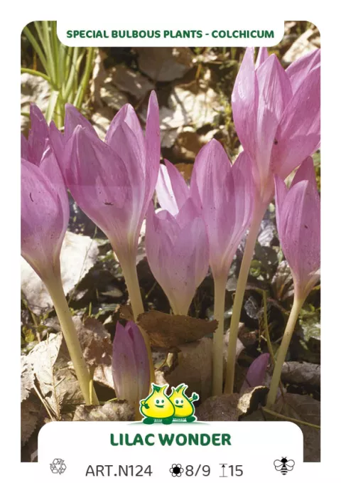 Colchicum autumnale 'Lilac Wonder'