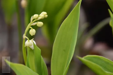 Convallaria majalis