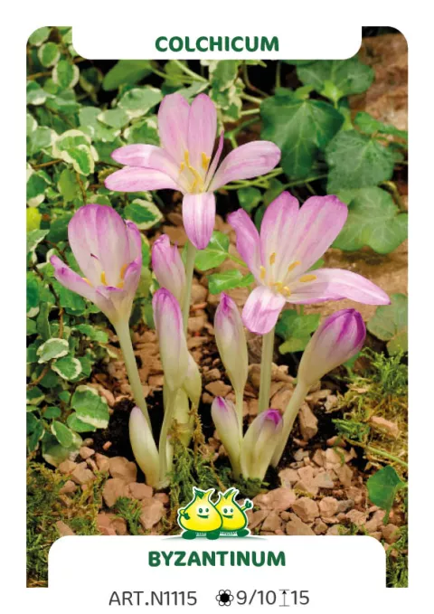 Colchicum autumnale 'Major'