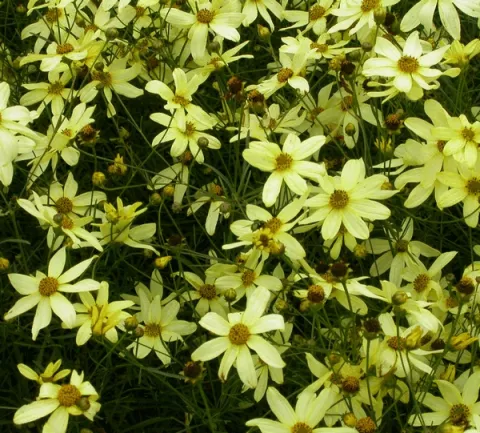 Coreopsis vert. 'Moonbeam'