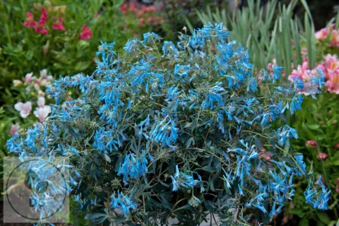 Corydalis flexuosa 'Porcelain Blue'