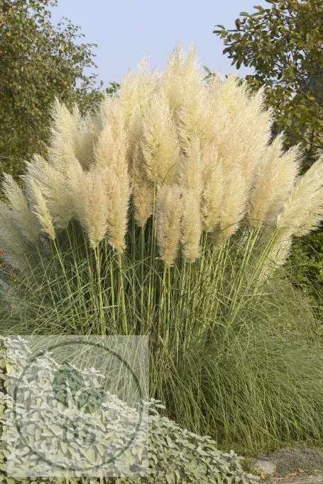 Cortaderia sell. 'Pumila'