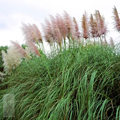 Cortaderia sell. 'Rosea'