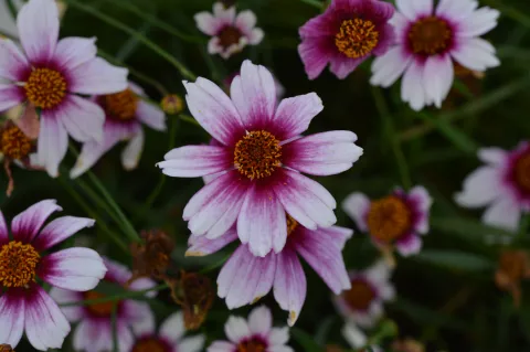 Coreopsis rosea 'Sweet Dreams'