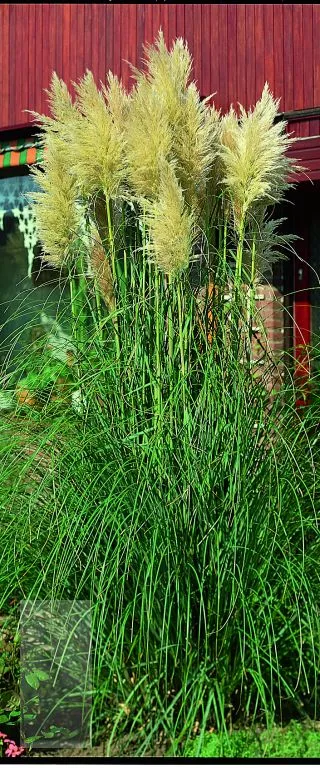 Cortaderia selloana