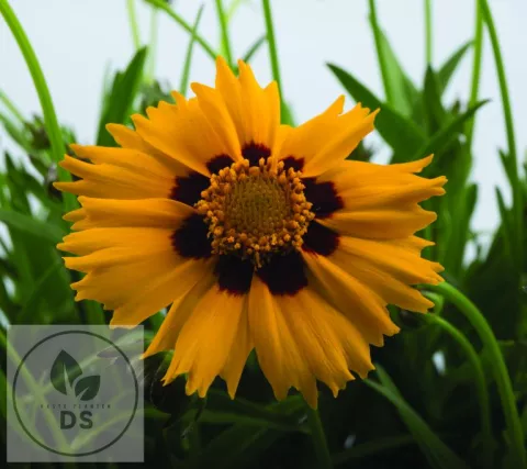 Coreopsis grand. 'Sunfire'