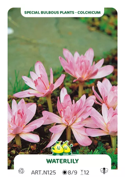 Colchicum 'Waterlily'