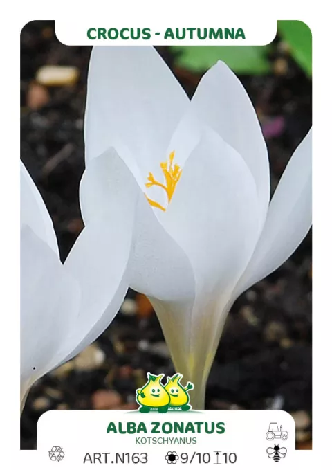 Crocus 'Albus Zonatus'