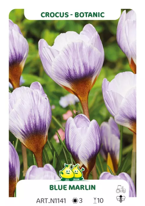 Crocus bot. 'Blue Marlin'