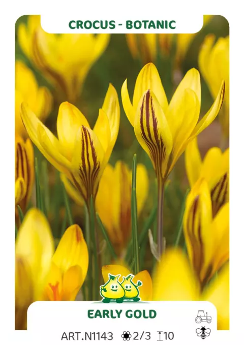 Crocus bot. 'Early Gold'