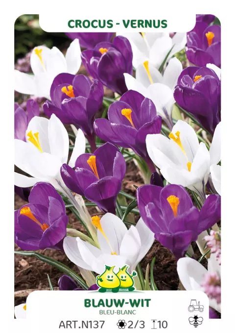 Crocus vernus 'Blauw - Wit Mix'