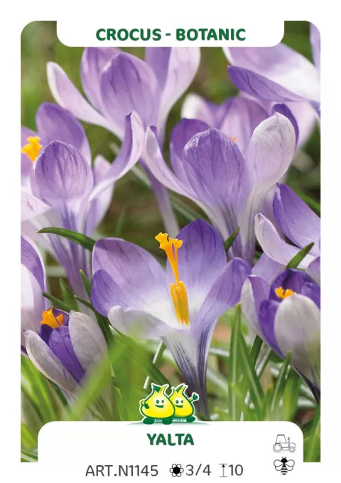 Crocus bot. 'Yalta'