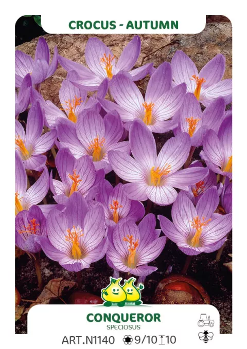 Crocus speciosus 'Conqueror'