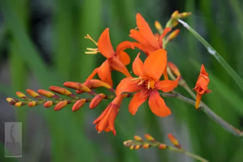 Crocosmia crocosmiiflora