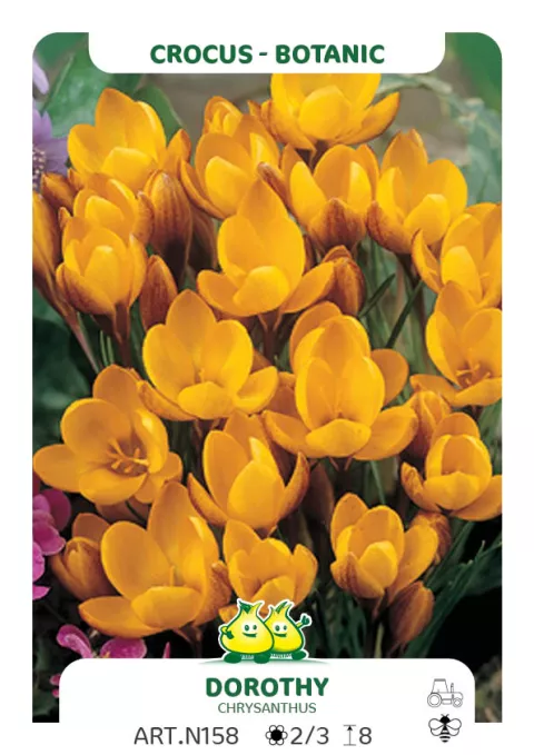 Crocus bot. 'Dorothy'